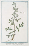 Thysselinum Plinii – Appio palustre – Piersil de Marais. (Marsh parsley)