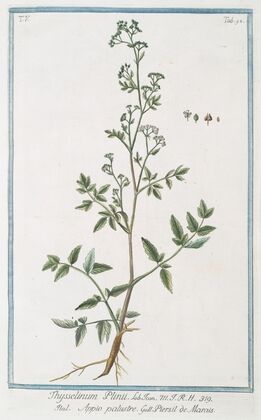 Thysselinum Plinii – Appio palustre – Piersil de Marais. (Marsh parsley)