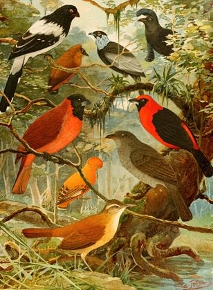 Tié-tinga, Pipira, Cri-cri-ó, loão de barro, Gallo da serra, Pavão do mato