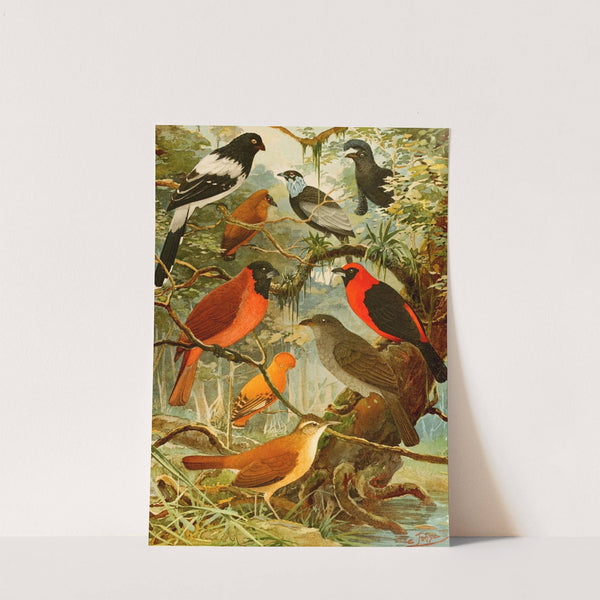 Tié-tinga, Pipira, Cri-cri-ó, loão de barro, Gallo da serra, Pavão do mato by Emil August Göldi