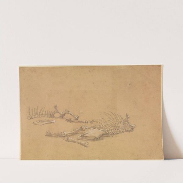 Tierskelett by Ferdinand Keller