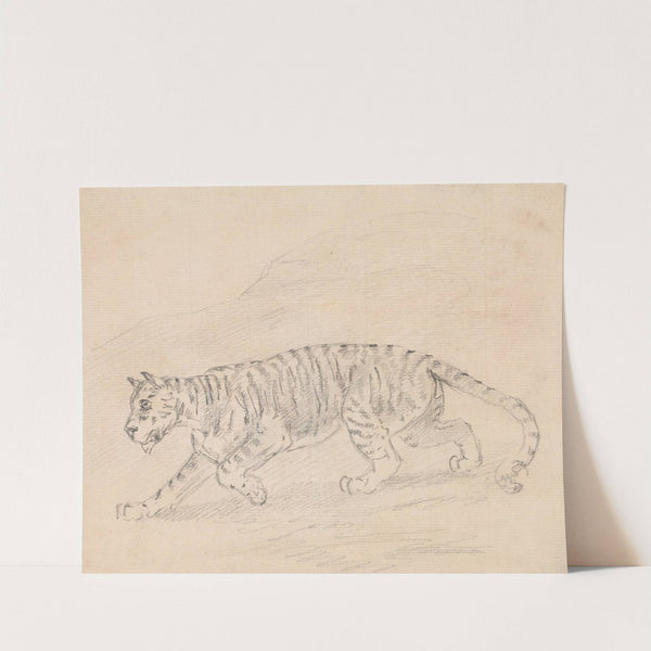 Tiger by Sawrey Gilpin