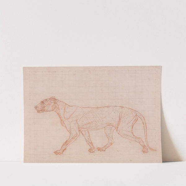 Tiger Body, Lateral View (1795 to 1806) by George Stubbs