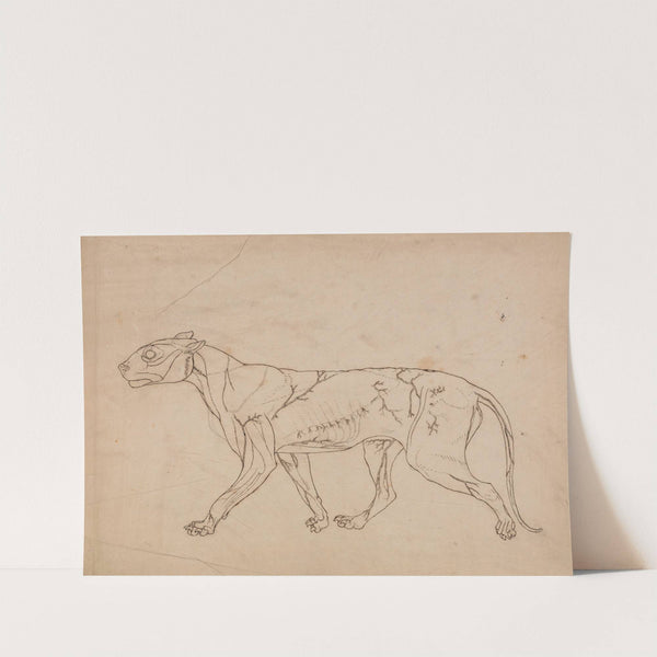 Tiger Body, Lateral View (1795 to 1806) by George Stubbs