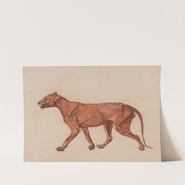 Tiger Body, Lateral View (1795 to 1806) by George Stubbs
