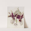 Tiger-flowered Stanhopea (1815-1819) by Sydenham Edwards