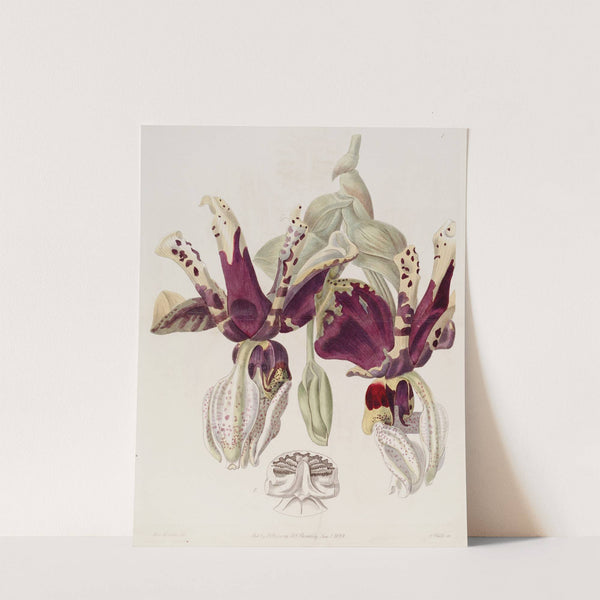 Tiger-flowered Stanhopea (1815-1819) by Sydenham Edwards