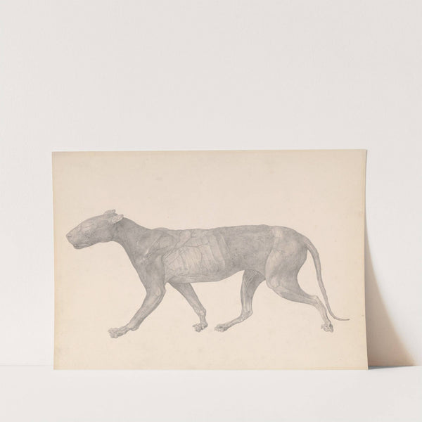 Tiger, Lateral View, with Skin and Tissue Removed (between 1795 and 1806) by George Stubbs