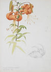 Tiger Lily