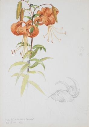 Tiger Lily