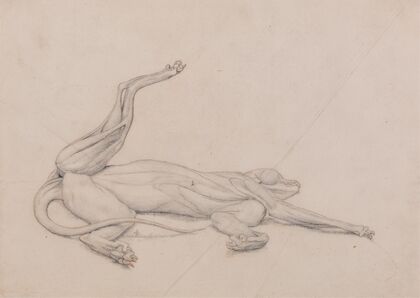 Tiger, Recumbent, Viewed Ventrally