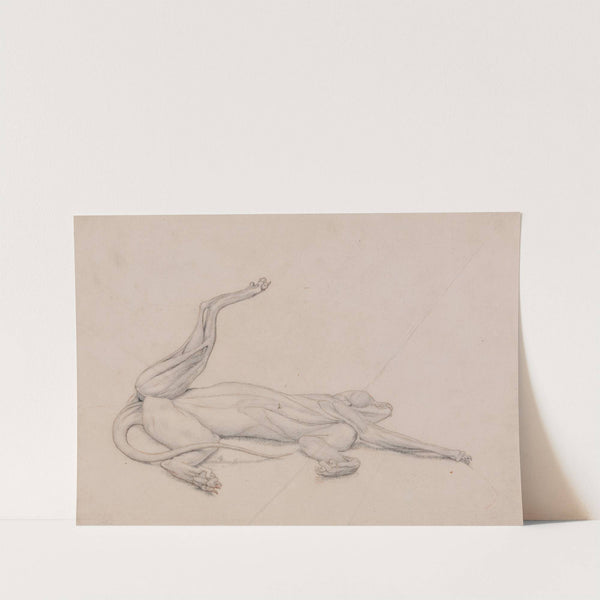 Tiger, Recumbent, Viewed Ventrally (1795 to 1806) by George Stubbs