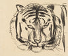Tigerkopf II (1908)