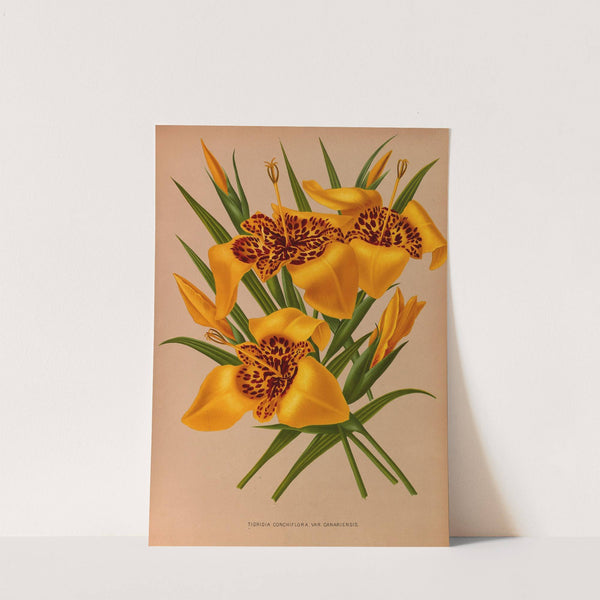 Tigridia Conchiplora.Var.Canariensis (1872-1881) by Arentina Hendrica Arendsen