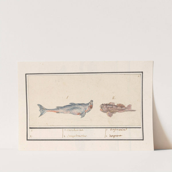 Tijgerhaai (Carcharias) en een schorpioenvis (Scorpaenidae) 1. Carcharias. 2. Cataphractus. 1. requain (1596-1610) by Anselmus Boëtius de Boodt