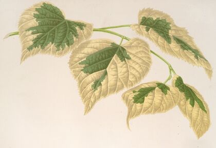 Tilia parvifolia, var. fol. varieg