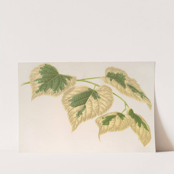 Tilia parvifolia, var. fol. varieg by Charles Antoine Lemaire