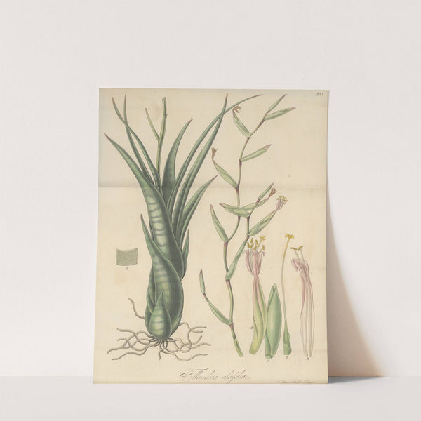 Tillandsia aloifolia (1823) by William Jackson Hooker