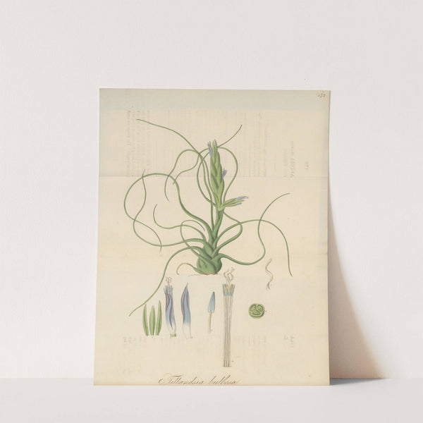 Tillandsia bulbosa (1823) by William Jackson Hooker