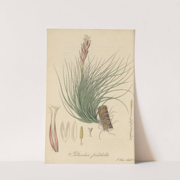 Tillandsia Pulchella (1823) by William Jackson Hooker