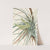 Tillandsia. Tillandsia fasciculata (1925) by Mary Vaux Walcott