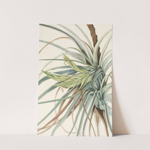 Tillandsia. Tillandsia fasciculata (1925) by Mary Vaux Walcott
