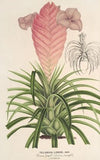 Tilllandsia Lindeni