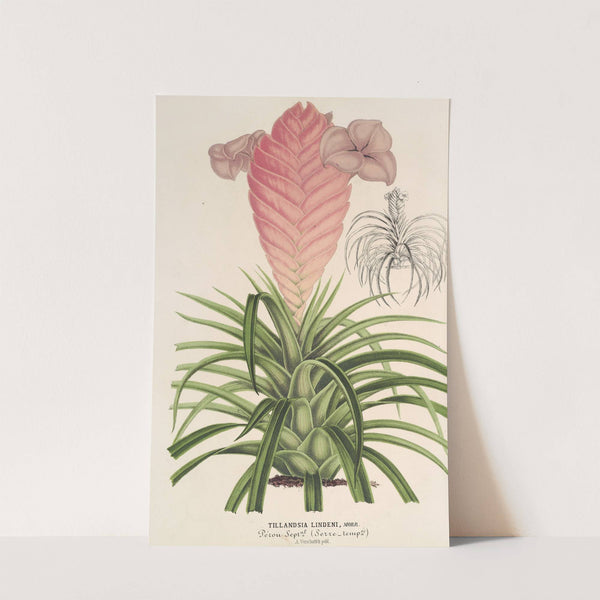 Tilllandsia Lindeni by Charles Antoine Lemaire