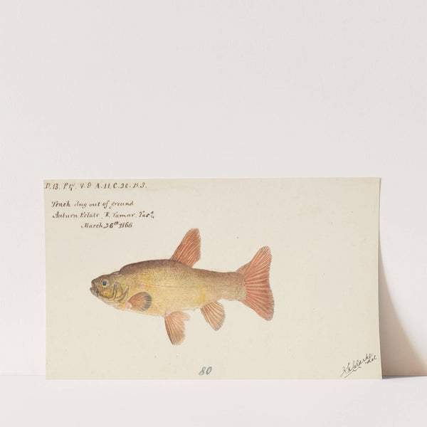 Tinca tinca (Tas) : Cyprindae family (1868) by Frank Edward Clarke