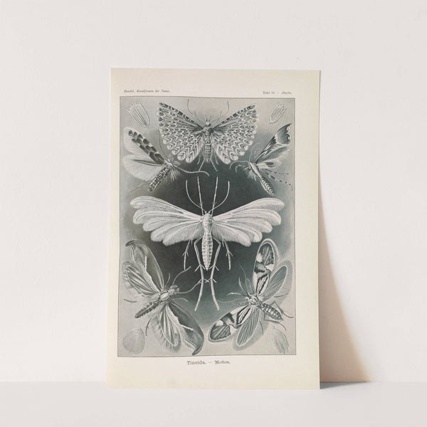 Tineida. - Motten by Ernst Haeckel