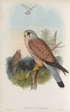 Tinnunculus alaudarius. Kestrel. (1862-1873)
