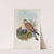 Tinnunculus alaudarius. Kestrel. (1862-1873) by John Gould