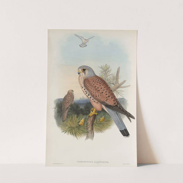 Tinnunculus alaudarius. Kestrel. (1862-1873) by John Gould