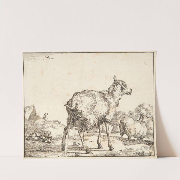 Tissende gimmer by Marcus de Bye