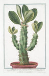 Tithymalus, aizooides,arborescens, caudce. angulari, spinosus, Nerii foliis. Euphorbio-Spinosum, ample Nerii folio – Euforbio – Euphorbe