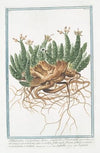Tithymalus Euphorbium dictus. Euphobio-Tithymalus aizooides, caule ramoso procumbente, tetro, et nodoso, foliis nudo, florum petalis e candido roseis, bidentis, et tridentis – Euforbio –
