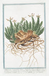 Tithymalus Euphorbium dictus. Euphobio-Tithymalus aizooides, caule ramoso procumbente, tetro, et nodoso, foliis nudo, florum petalis e candido roseis, bidentis, et tridentis – Euforbio –