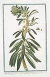 Tithymalus frutescens, americanus, Leucoii foliis, crassioribus, floribus atrorubentibus – Tithymalus americanus, arborescens, foliis amygdali obtusis