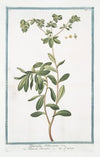 Tithymalus Helioscopius – Titimalo Elioscopio – L’épurge. (Wart- weed)