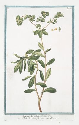 Tithymalus Helioscopius – Titimalo Elioscopio – L’épurge. (Wart- weed)