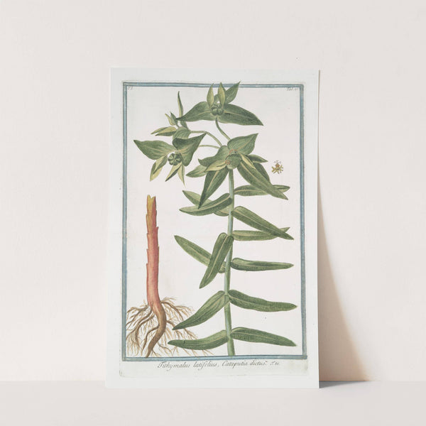 Tithymalus latifolius, Cataputiia dictus by Giorgio Bonelli