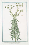Tithymalus Linariæ foliis, floribus luteis lunatis – Titimalo – Titimale