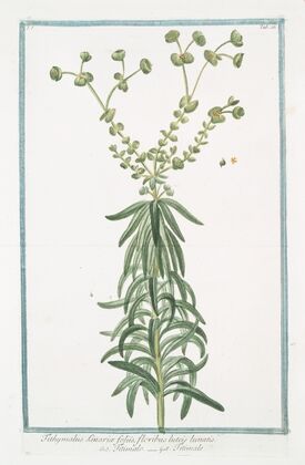Tithymalus Linariæ foliis, floribus luteis lunatis – Titimalo – Titimale