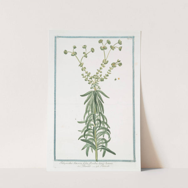 Tithymalus Linariæ foliis, floribus luteis lunatis - Titimalo - Titimale by Giorgio Bonelli