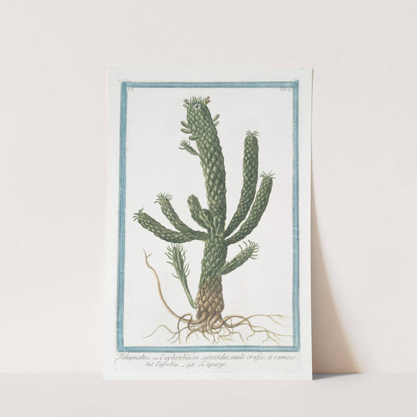 Tithymalus, seu Euphorbium, aizoodes, caule crasso, et ramoso - Euforbio - L'épurge by Giorgio Bonelli