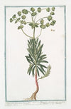 Tithymalus Sylvaticus, lunato flore C.B.P. – Tithymalus Sylvaticus, toto anno folia retinens – Titimalo – Titimale