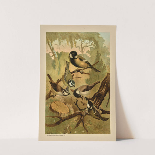 Titmice by Louis Prang