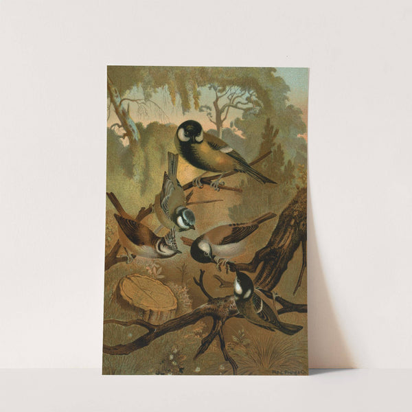 Titmice by John George Wood