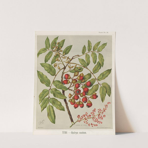 Titoki. - Alectryon excelsum. Plate 23 by Sarah Featon