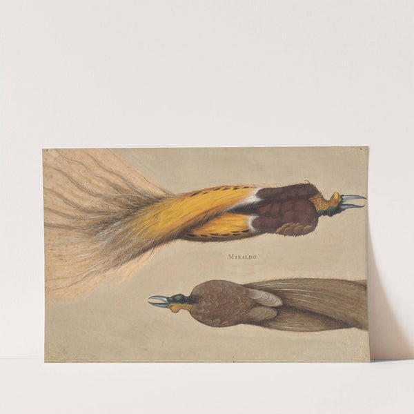 To døde paradisfugle, en han og en hun by Christoph Amberger